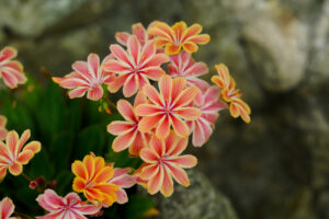 筥崎宮花庭園の季節の花の写真