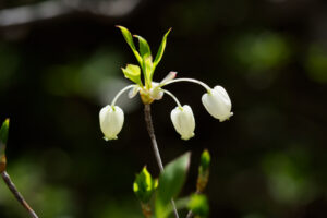 筥崎宮花庭園の季節の花の写真