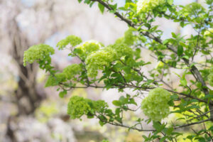 筥崎宮花庭園の季節の花の写真