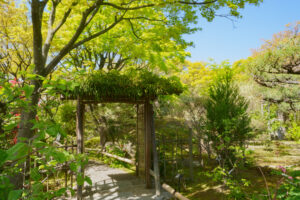 筥崎宮花庭園の新緑の写真