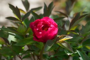 筥崎宮花庭園の牡丹の写真