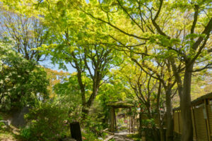 筥崎宮花庭園の新緑の写真