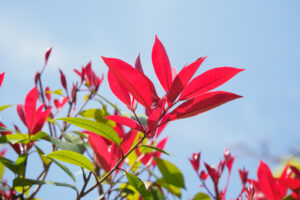 筥崎宮花庭園の季節の花の写真