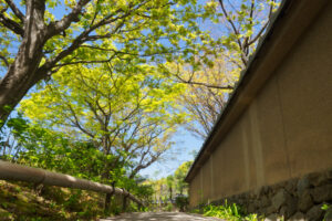 筥崎宮花庭園の新緑の写真