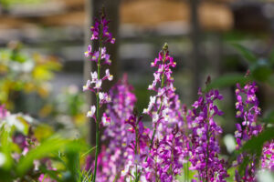 筥崎宮花庭園の季節の花の写真
