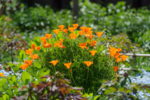 筥崎宮花庭園の季節の花の写真