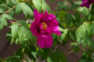 筥崎宮花庭園の牡丹の写真