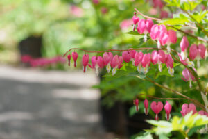 筥崎宮花庭園の季節の花の写真
