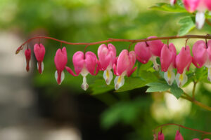 筥崎宮花庭園の季節の花の写真