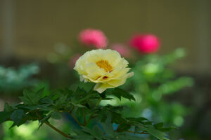 筥崎宮花庭園の牡丹の写真