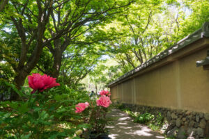 筥崎宮花庭園の牡丹の写真