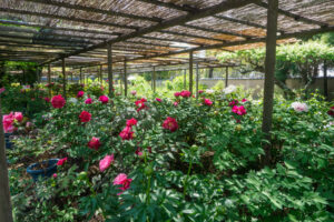 筥崎宮花庭園の牡丹の写真