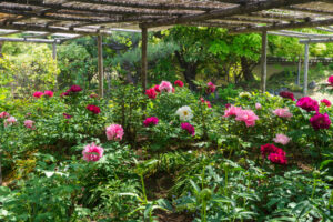 筥崎宮花庭園の牡丹の写真