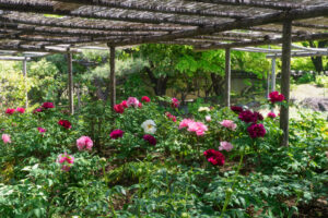 筥崎宮花庭園の牡丹の写真