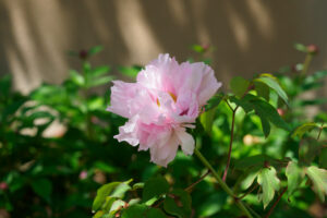 筥崎宮花庭園の牡丹の写真