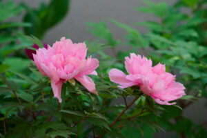 筥崎宮花庭園の牡丹の写真