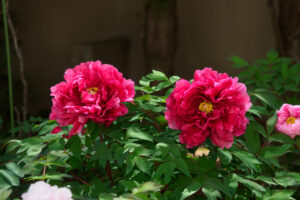 筥崎宮花庭園の牡丹の写真