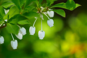 筥崎宮花庭園の季節の花の写真