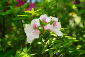 筥崎宮花庭園の季節の花の写真