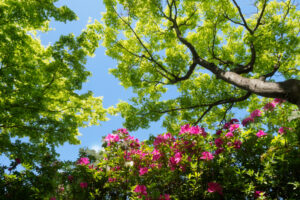 筥崎宮花庭園の季節の花の写真