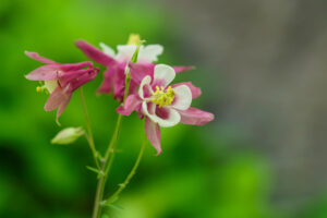 筥崎宮花庭園の季節の花の写真