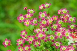 筥崎宮花庭園の季節の花の写真