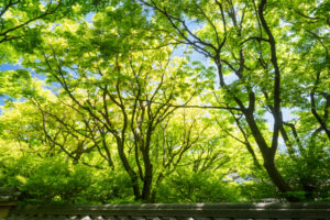 筥崎宮花庭園の季節の花の写真