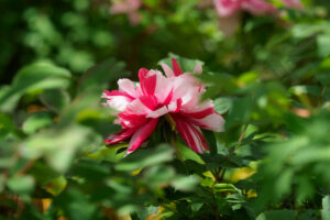 筥崎宮花庭園の牡丹の写真
