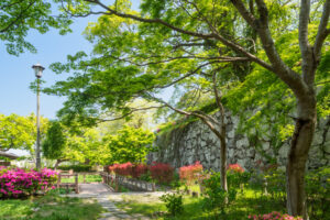 舞鶴公園の新緑の写真