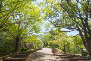 舞鶴公園の新緑の写真