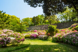 舞鶴公園のつつじの写真