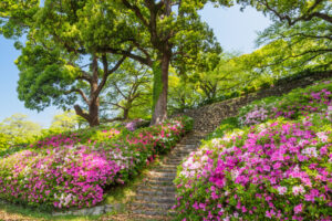 舞鶴公園のつつじの写真