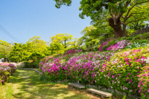 舞鶴公園のつつじの写真