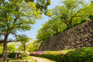 舞鶴公園の新緑の写真