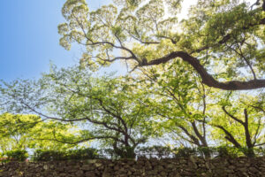 舞鶴公園の新緑の写真