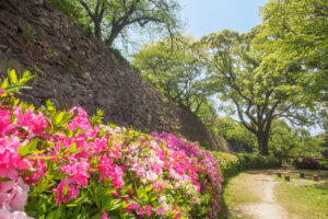舞鶴公園のつつじの写真