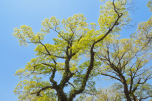 舞鶴公園の新緑の写真