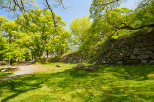 舞鶴公園の新緑の写真