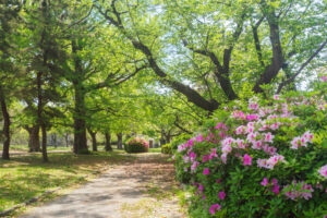 舞鶴公園の新緑の写真