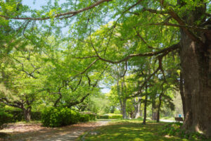 舞鶴公園の新緑の写真