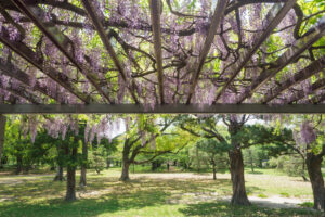 舞鶴公園の藤の写真
