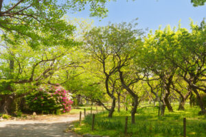 舞鶴公園の新緑の写真