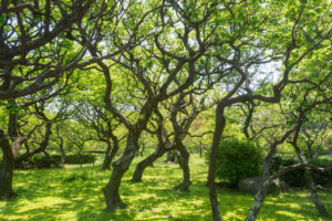 舞鶴公園の新緑の写真