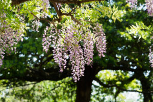 舞鶴公園の藤の写真