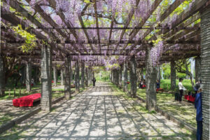 舞鶴公園の藤の写真