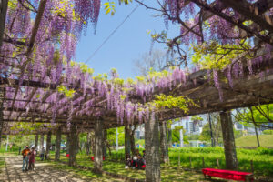 舞鶴公園の藤の写真