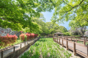 舞鶴公園の新緑の写真