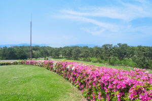 海の中道海浜公園のつつじの写真