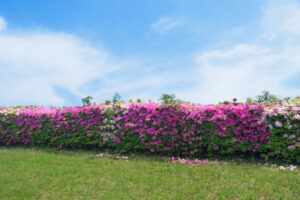 海の中道海浜公園のつつじの写真