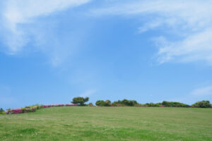海の中道海浜公園のつつじの写真